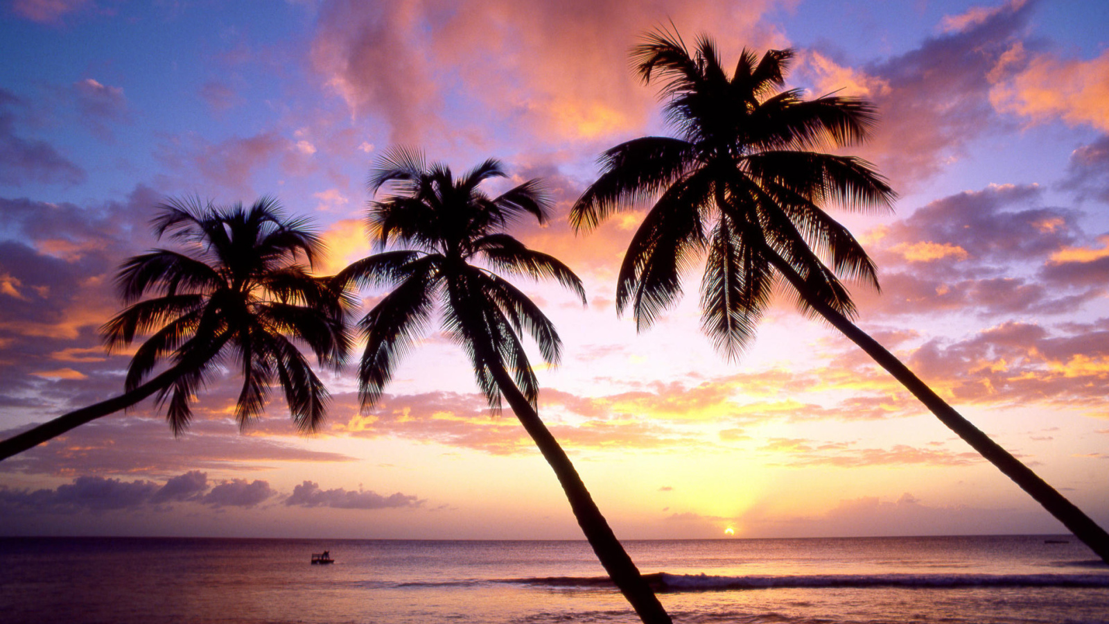 Три пальмы в Барбадосе