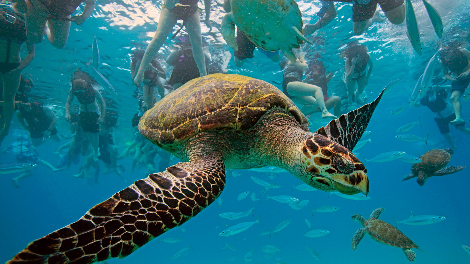 Туристическое место в Барбадос