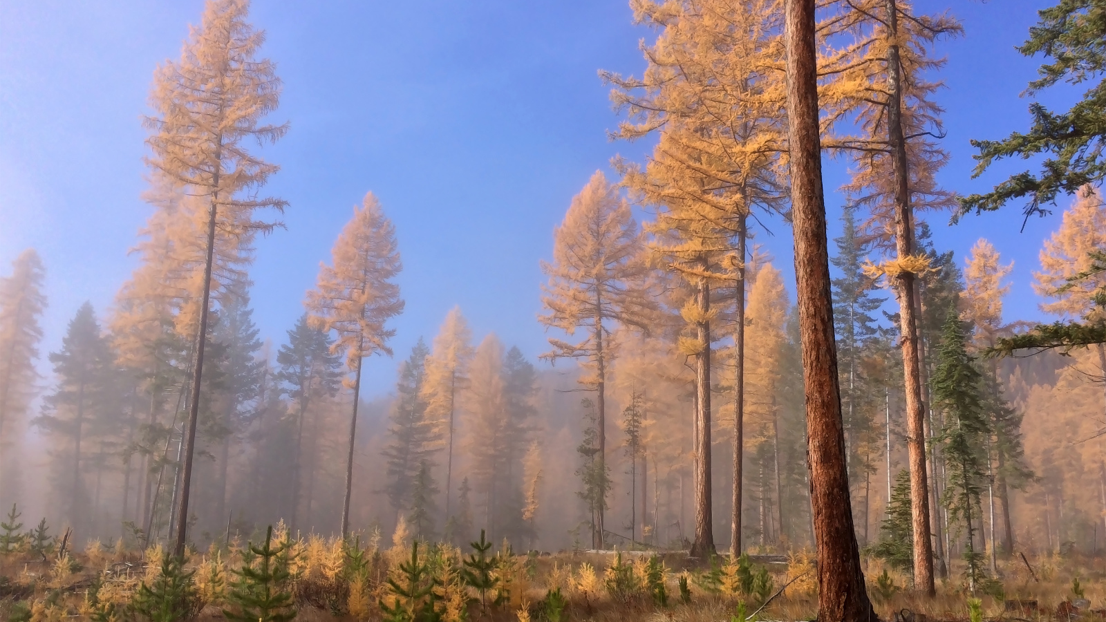 Доисторические леса, Британская Колумбия, Канада