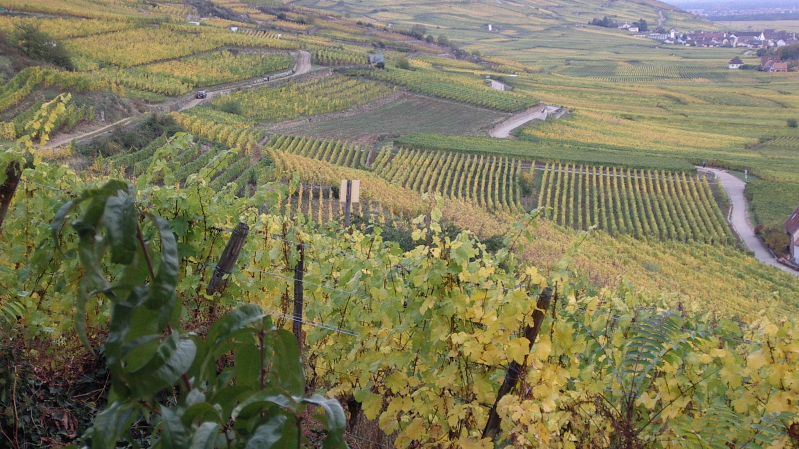 Бескрайние виноградники в Эльзасе, Франция