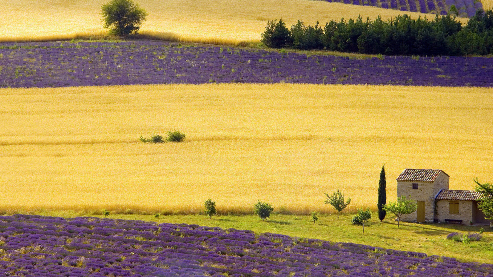 Поля в Провансе, Франция