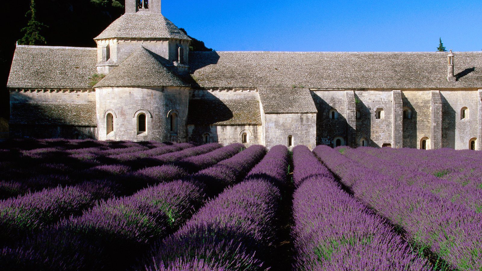 Lavender on the backdrop of the castle in Provence, France