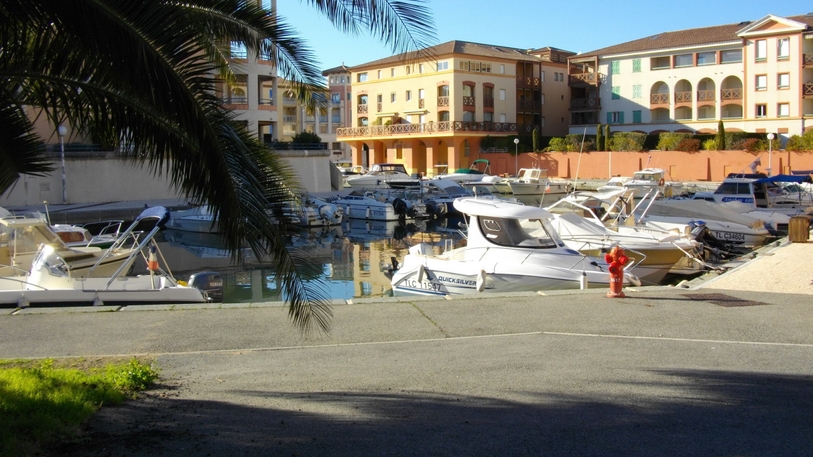 Пальма в порту на курорте Порт Де Фрежюс, Франция