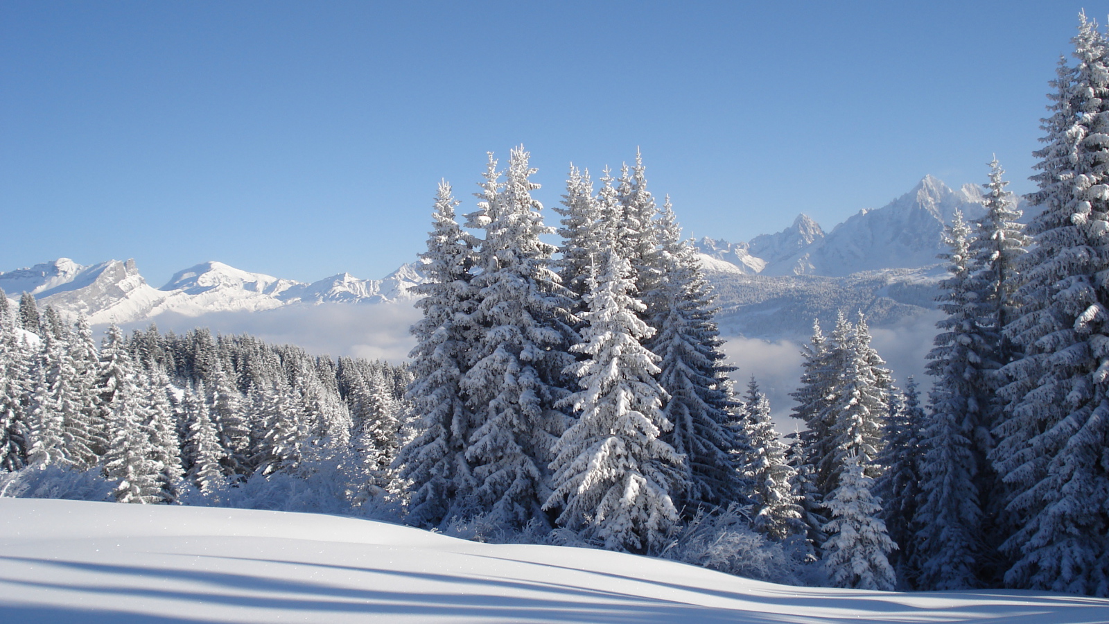 Заснеженные ели на горнолыжном курорте Межев, Франция
