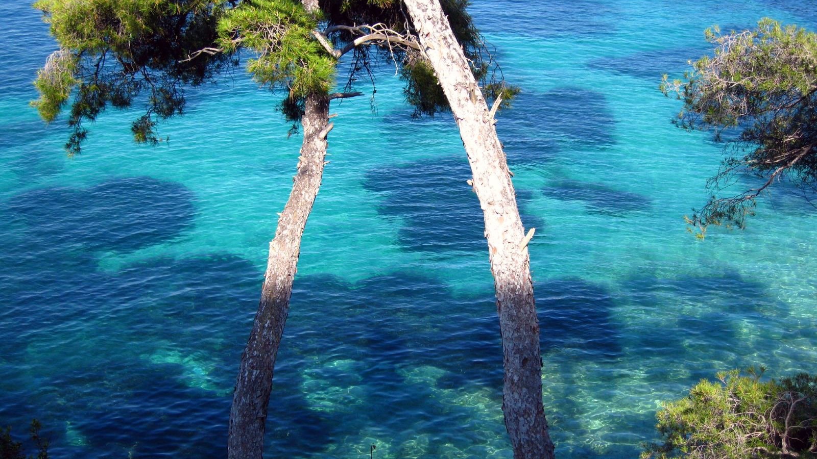 Дерево у воды на курорте Сен-Жан-Кап-Ферра, Франция