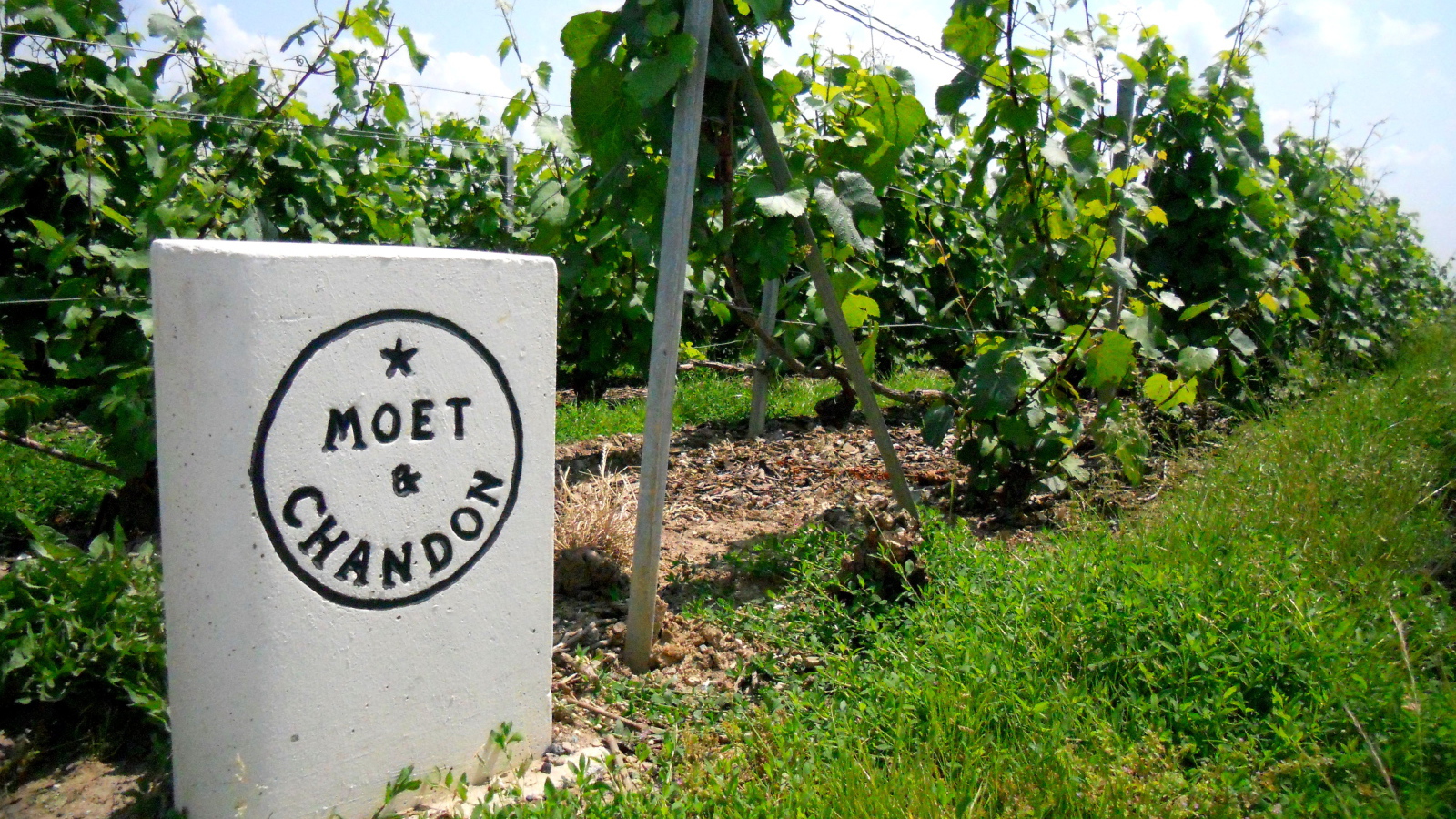 Сорт винограда на камне в провинции Шампань, Франция