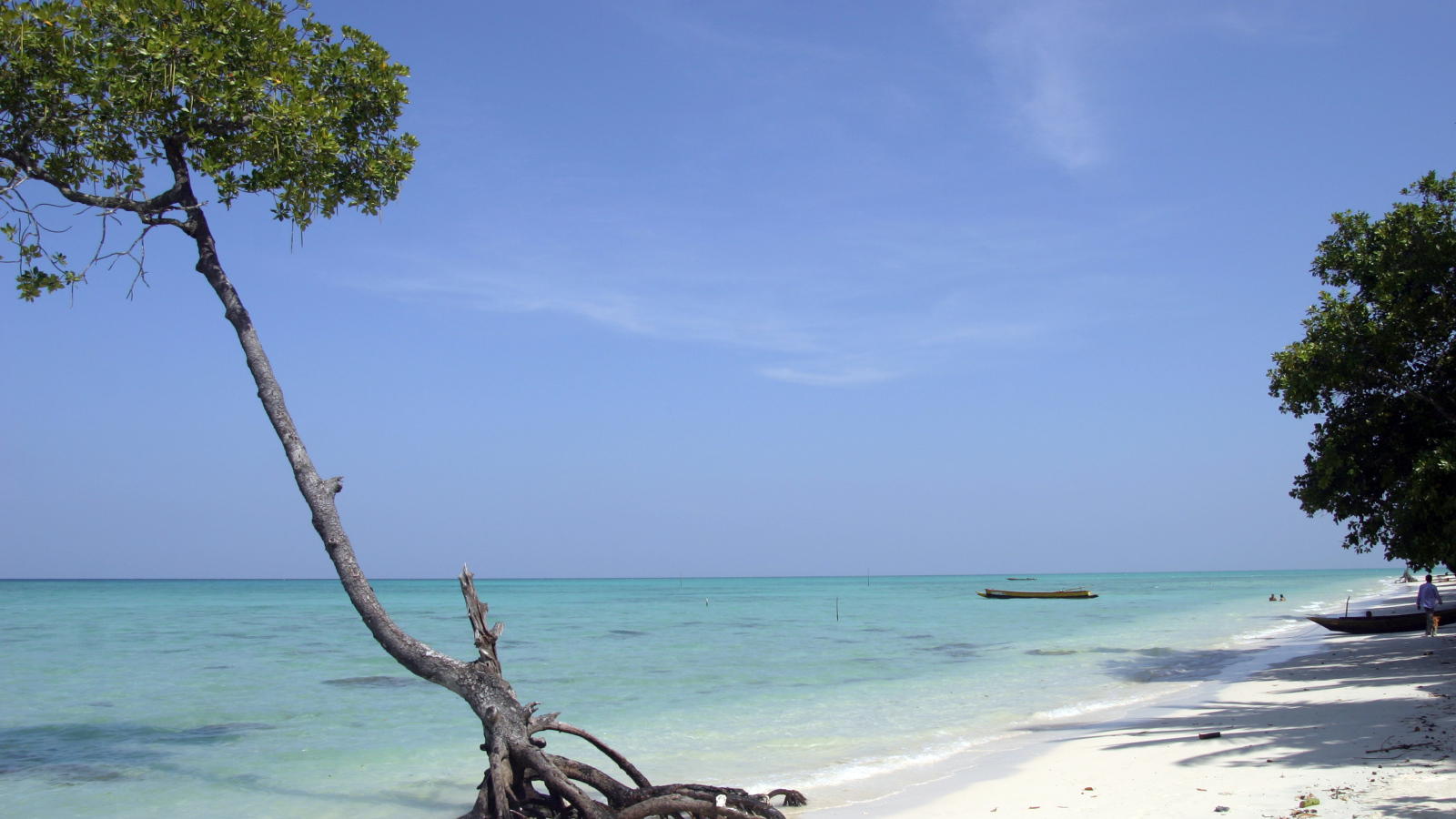 Красивое дерево на Андаманских островах