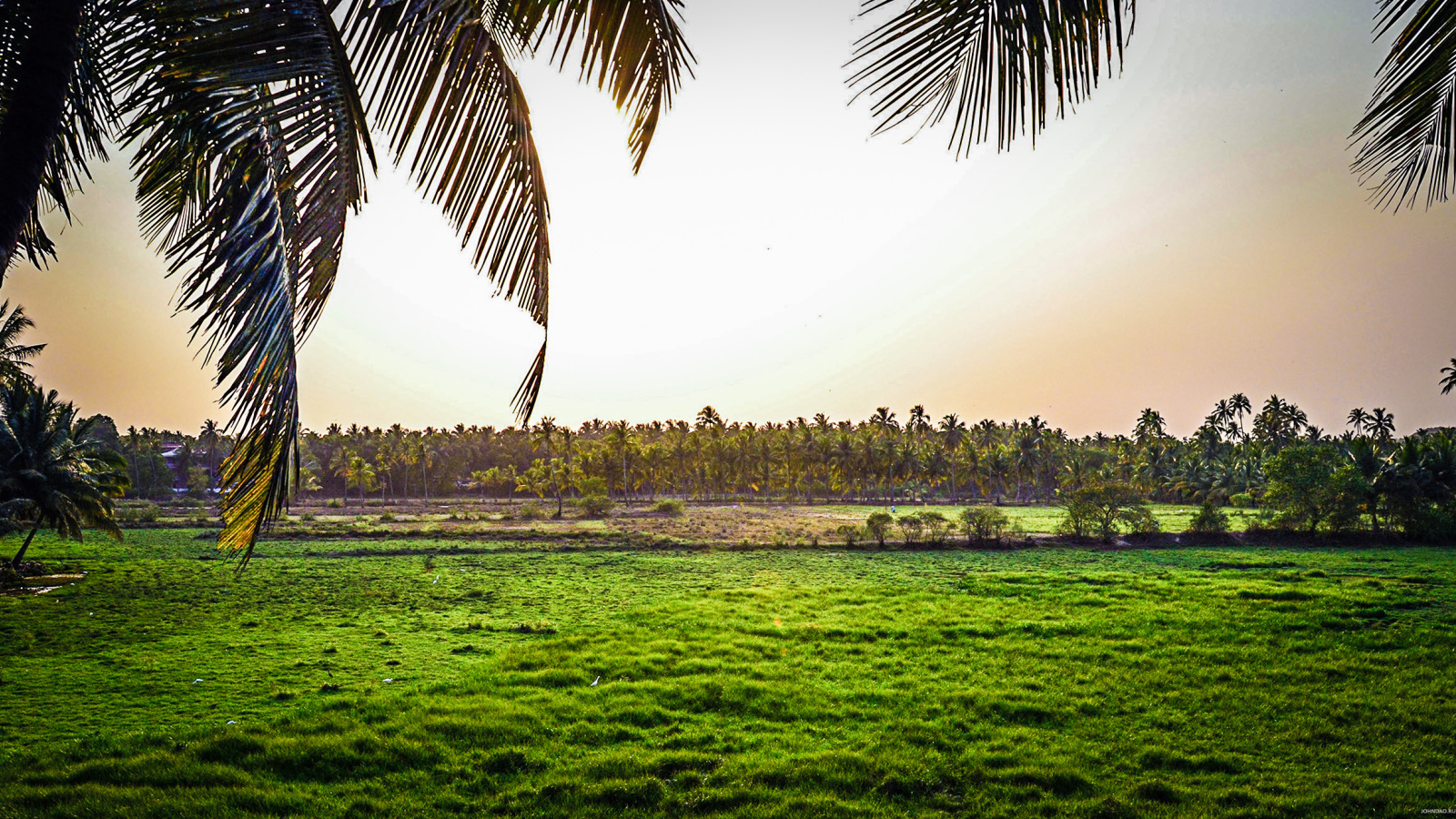 Поля на Гоа