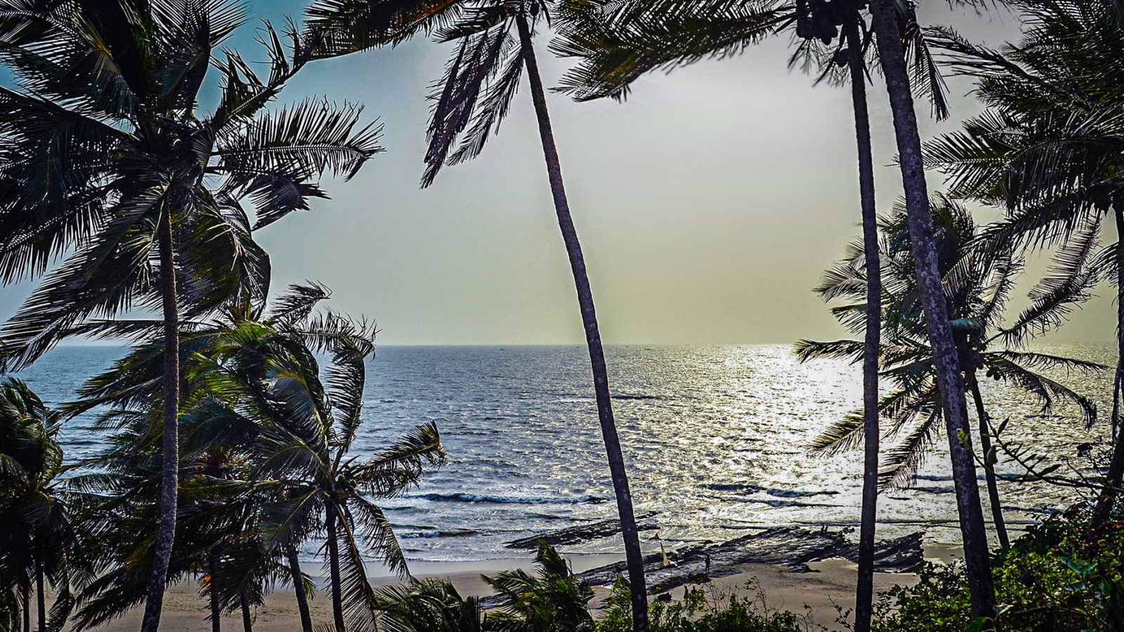 Пальмы на пляжах в Гоа