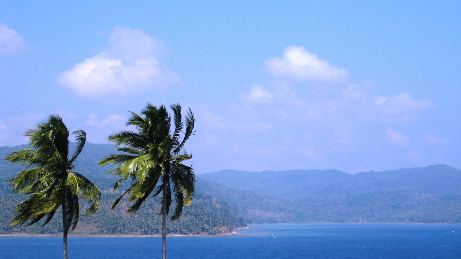 Высокие пальмы на Андаманских островах