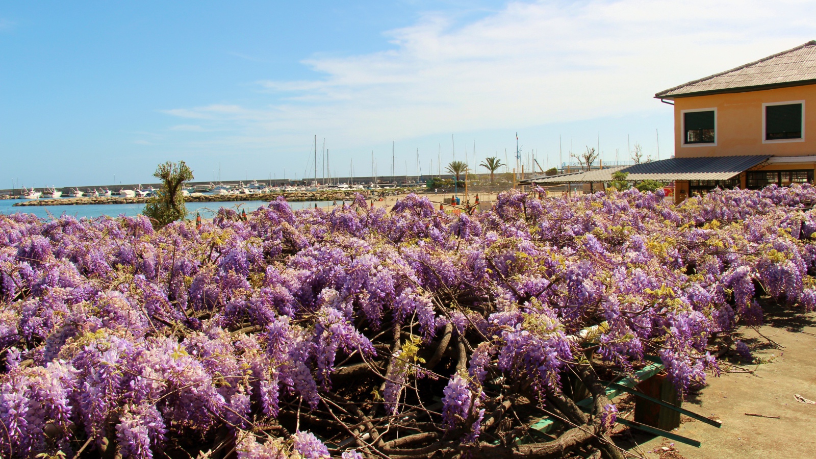 Цветы на пляже в Сан Ремо, Италия