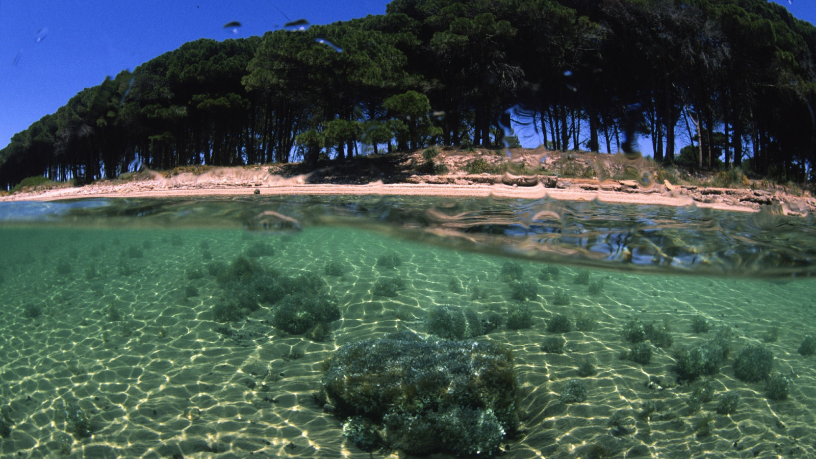 Trees on the shore of the island of Sardinia, Italy