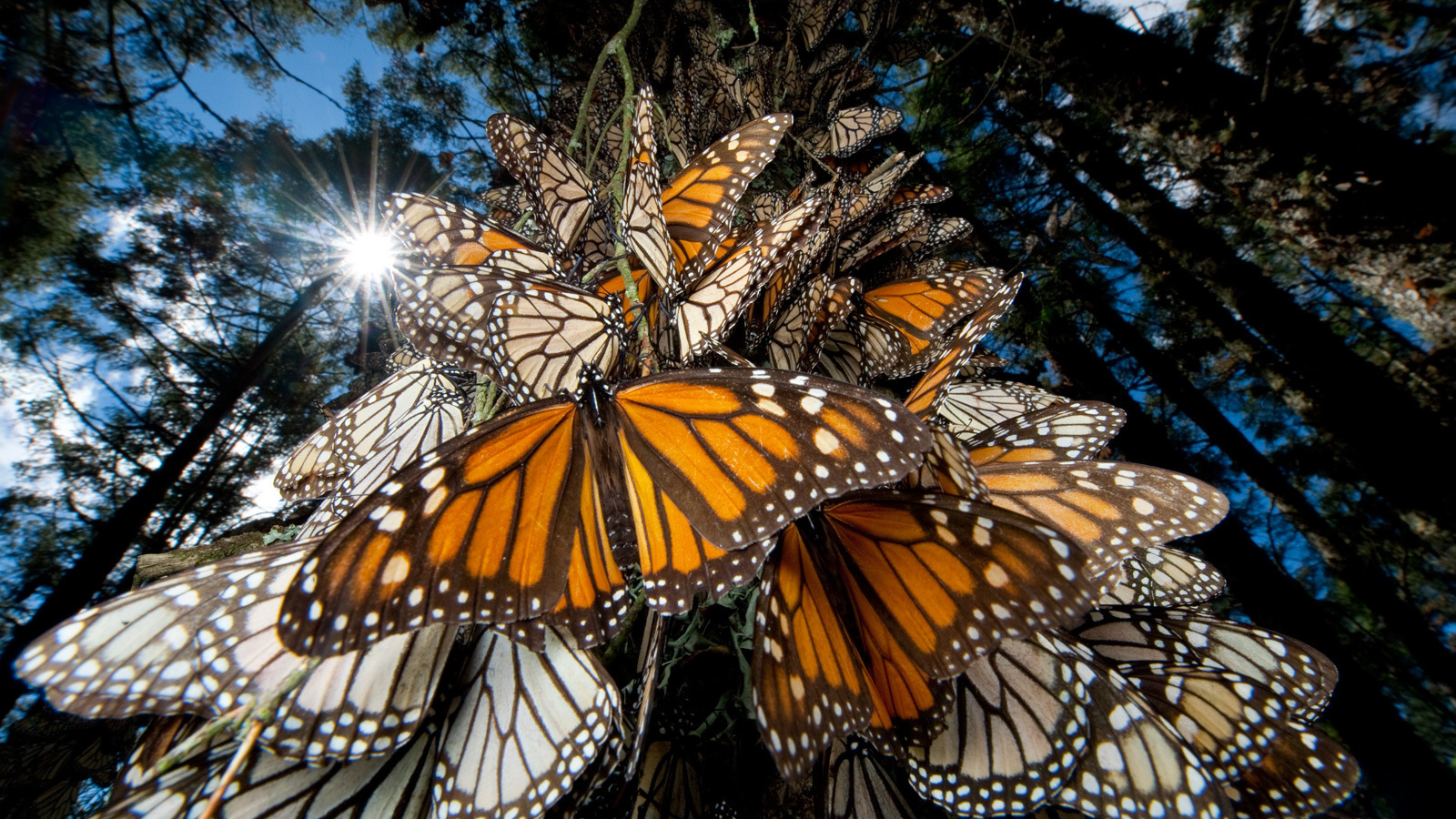 Эффектное Мексика