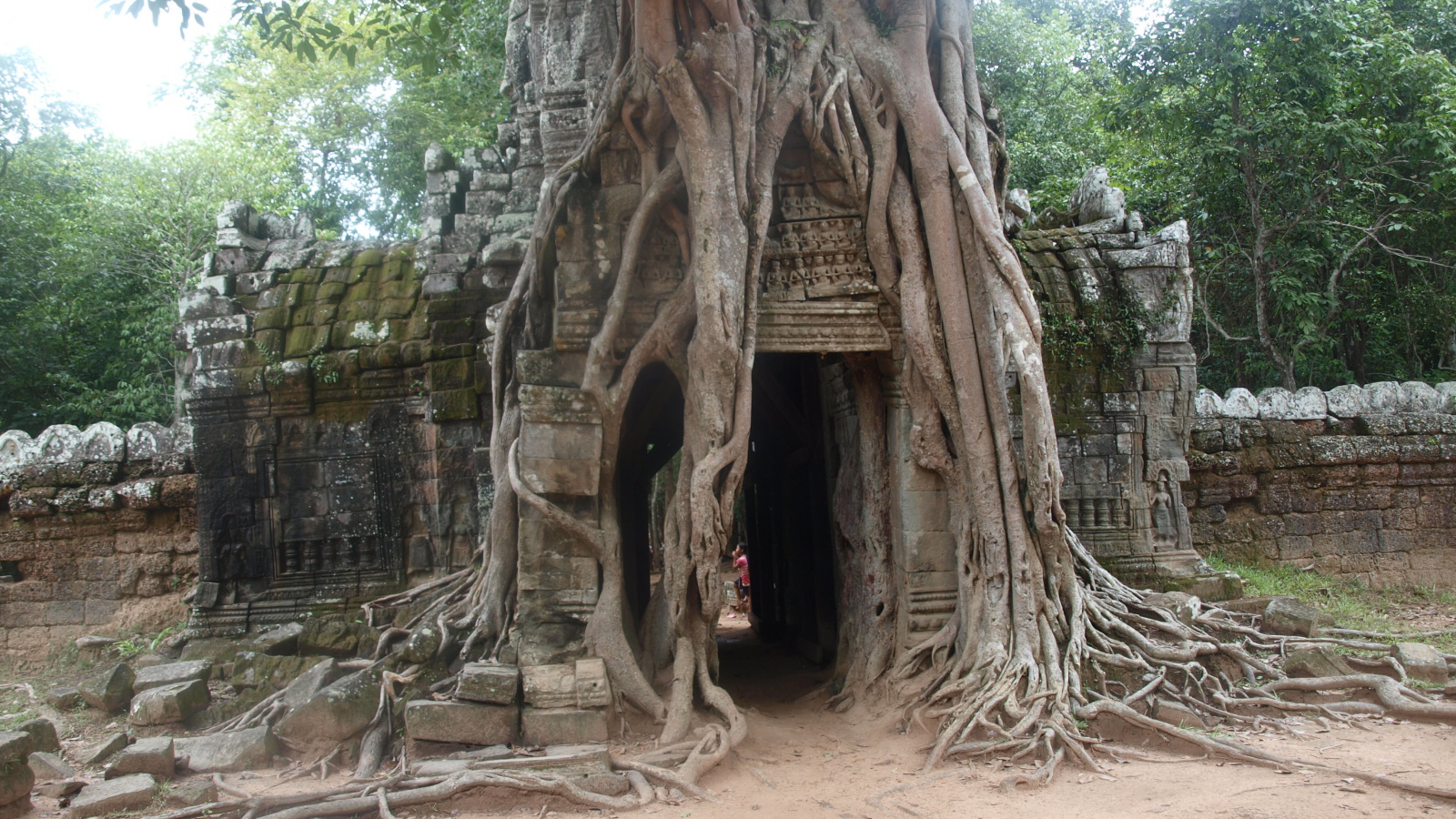 Арка в корнях дерева на курорте Чианг Рай, Таиланд