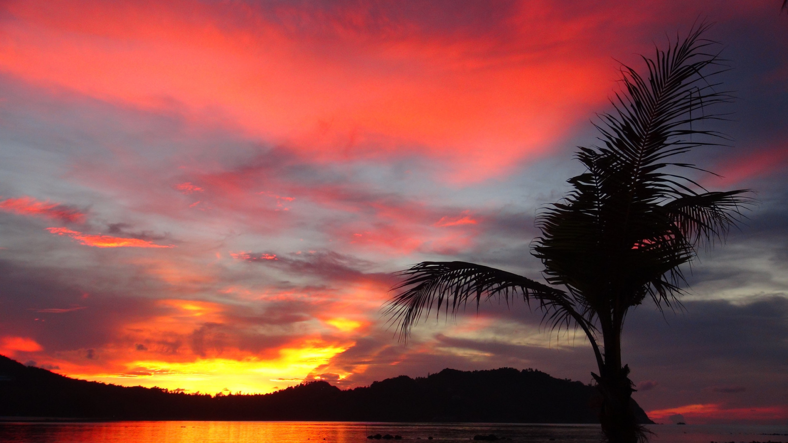 Пальма на фоне заката на острове Панган, Таиланд