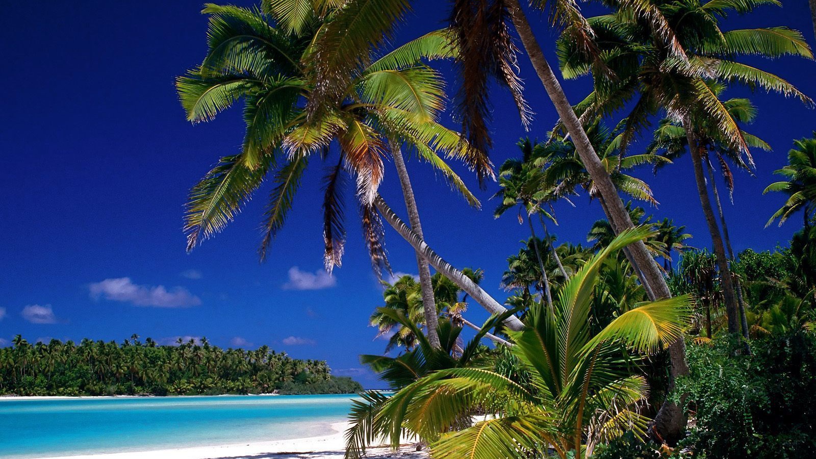 Пальмы на берегу на острове Тао, Таиланд