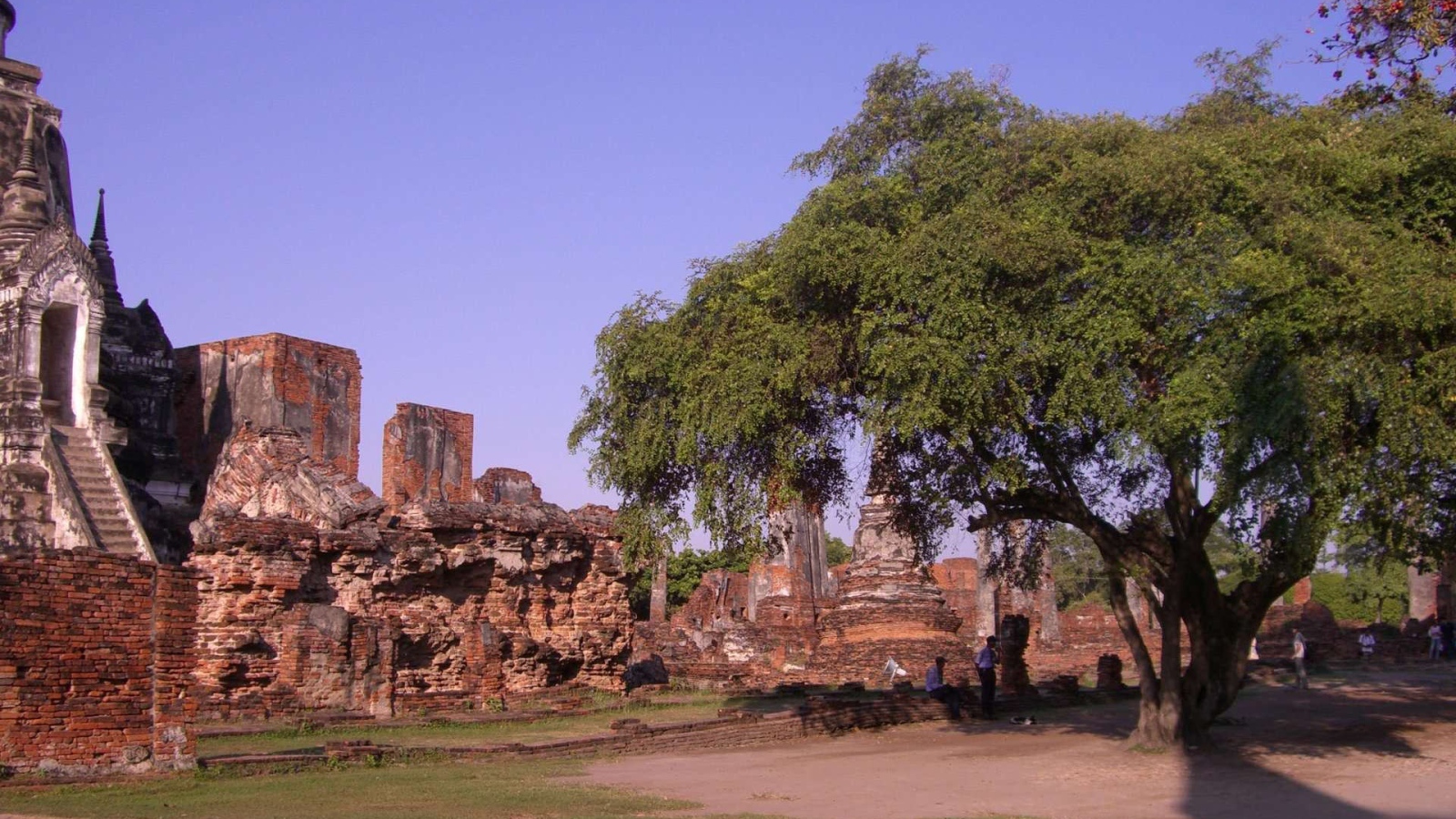 Дерево в храме на курорте Аютайя, Таиланд