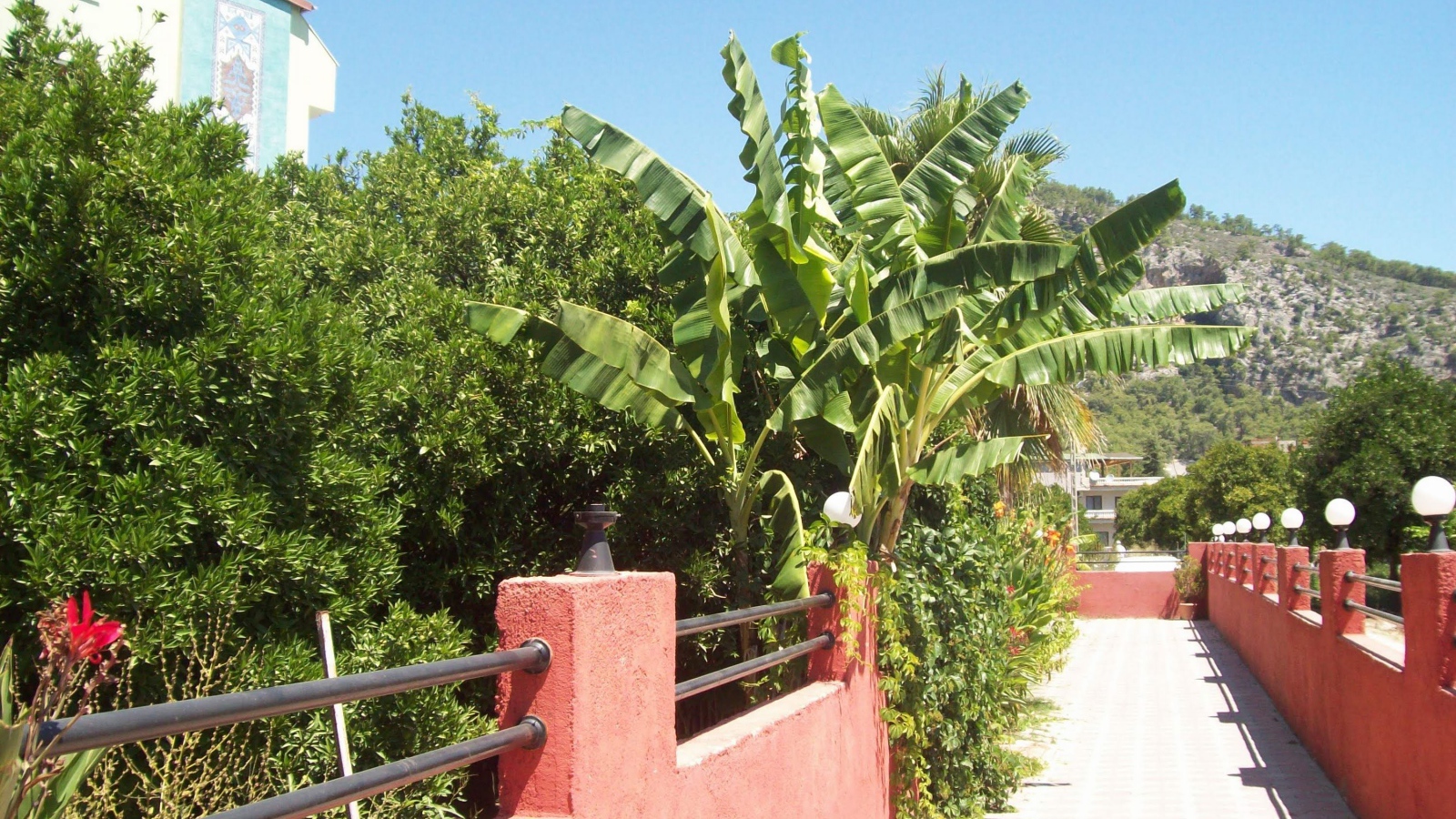 Зеленые растения в Кемере, Турция