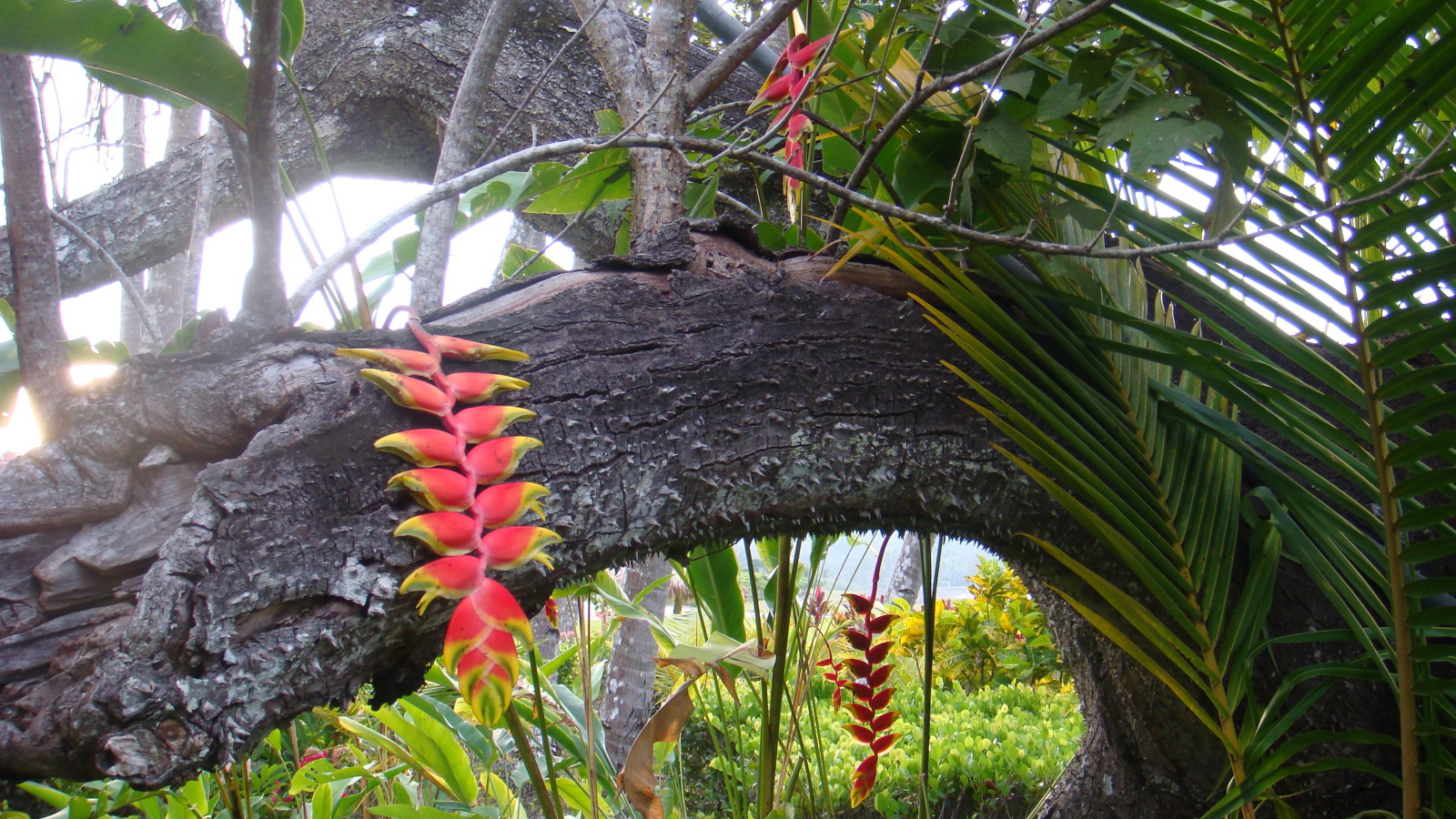 Красивые деревья в Коста-Рике