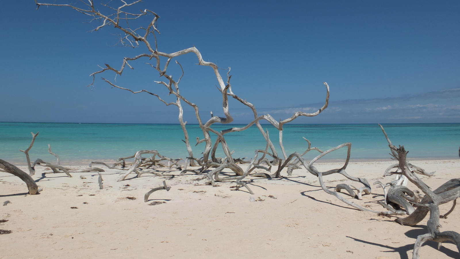 Ветки на пляже на курорте Кайо Санта Мария, Куба