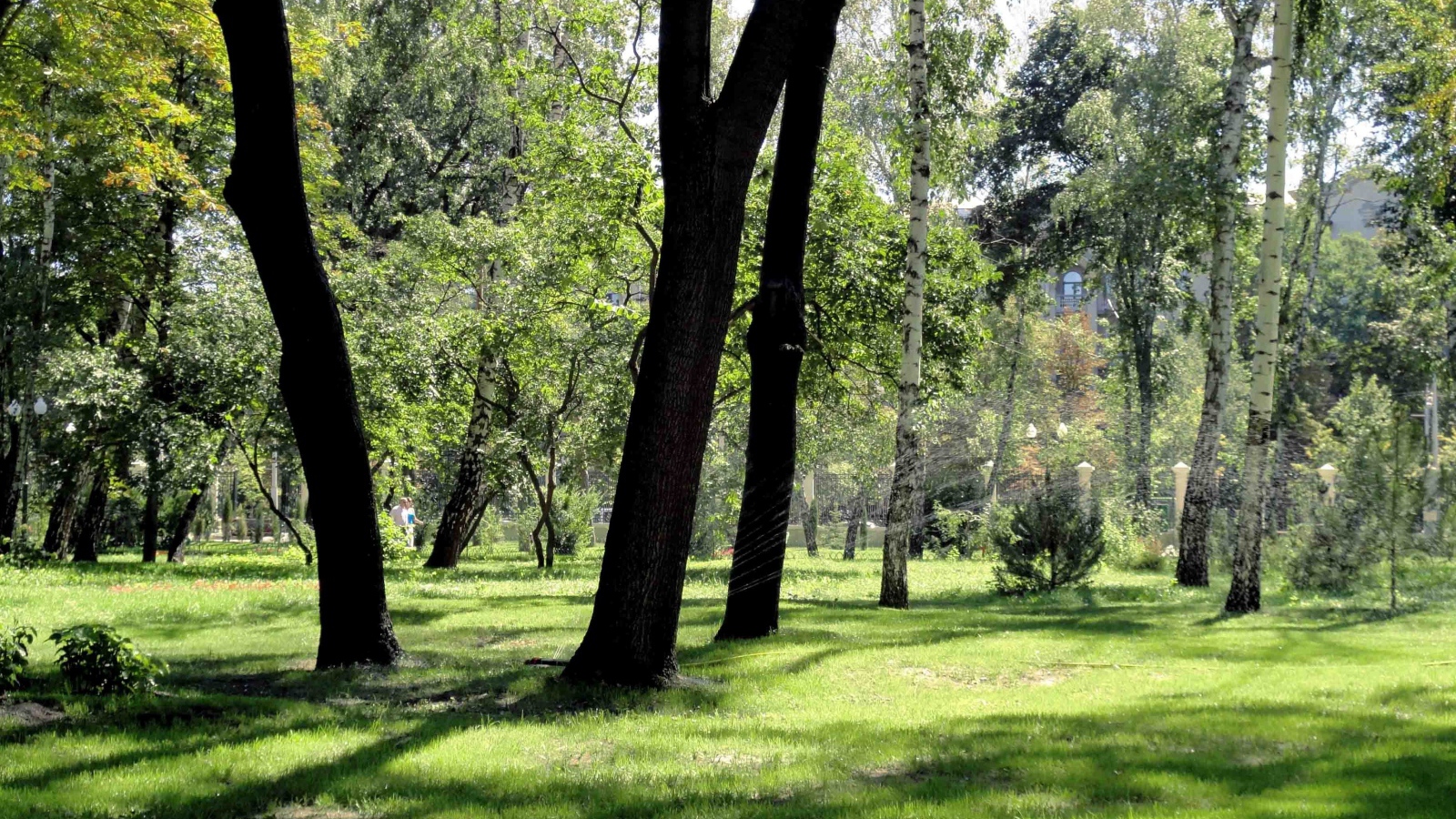 Леса в Харькове