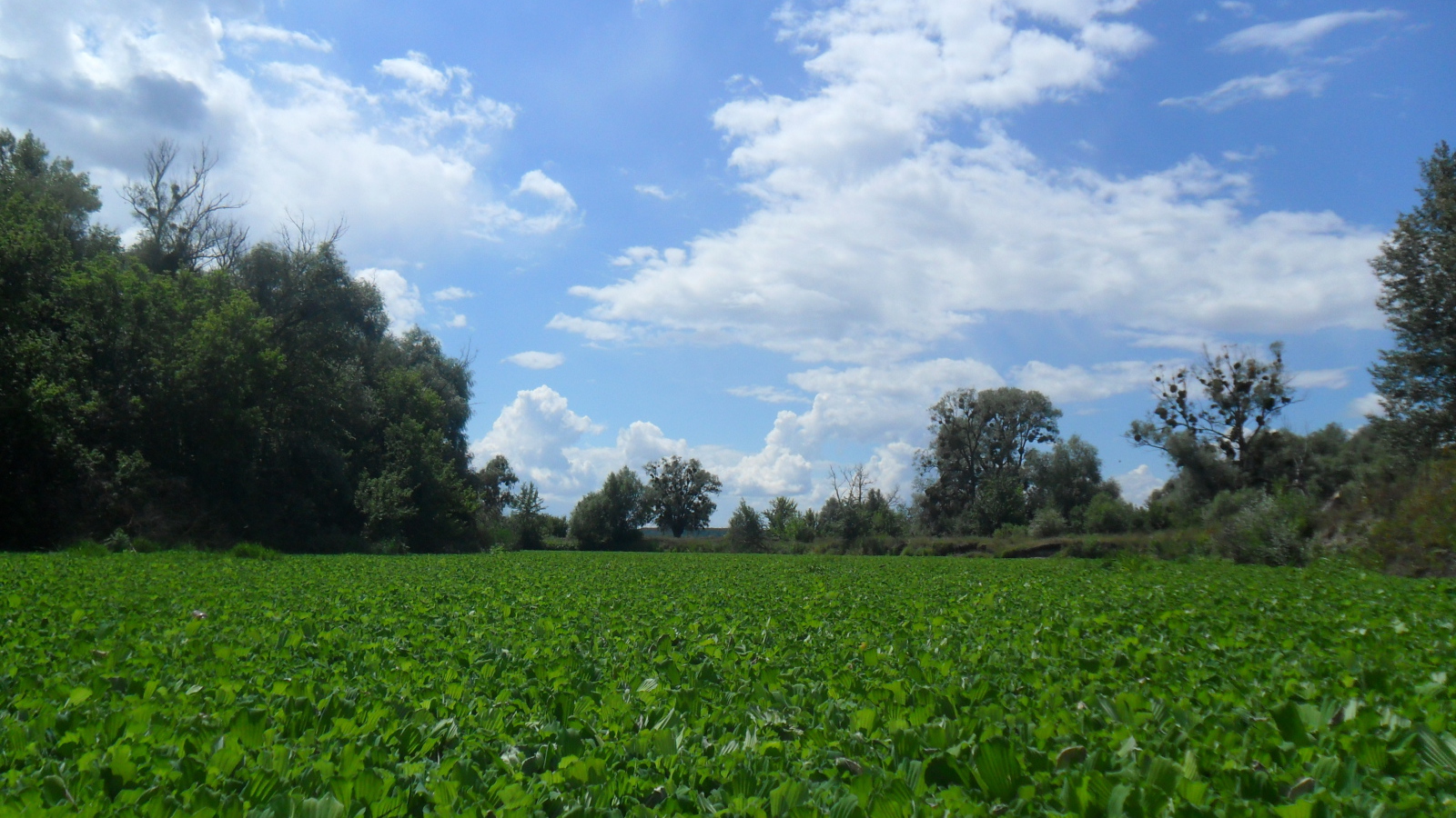 Поляны Харькова