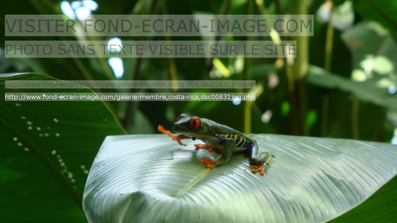 Геолинк Коста-Рика