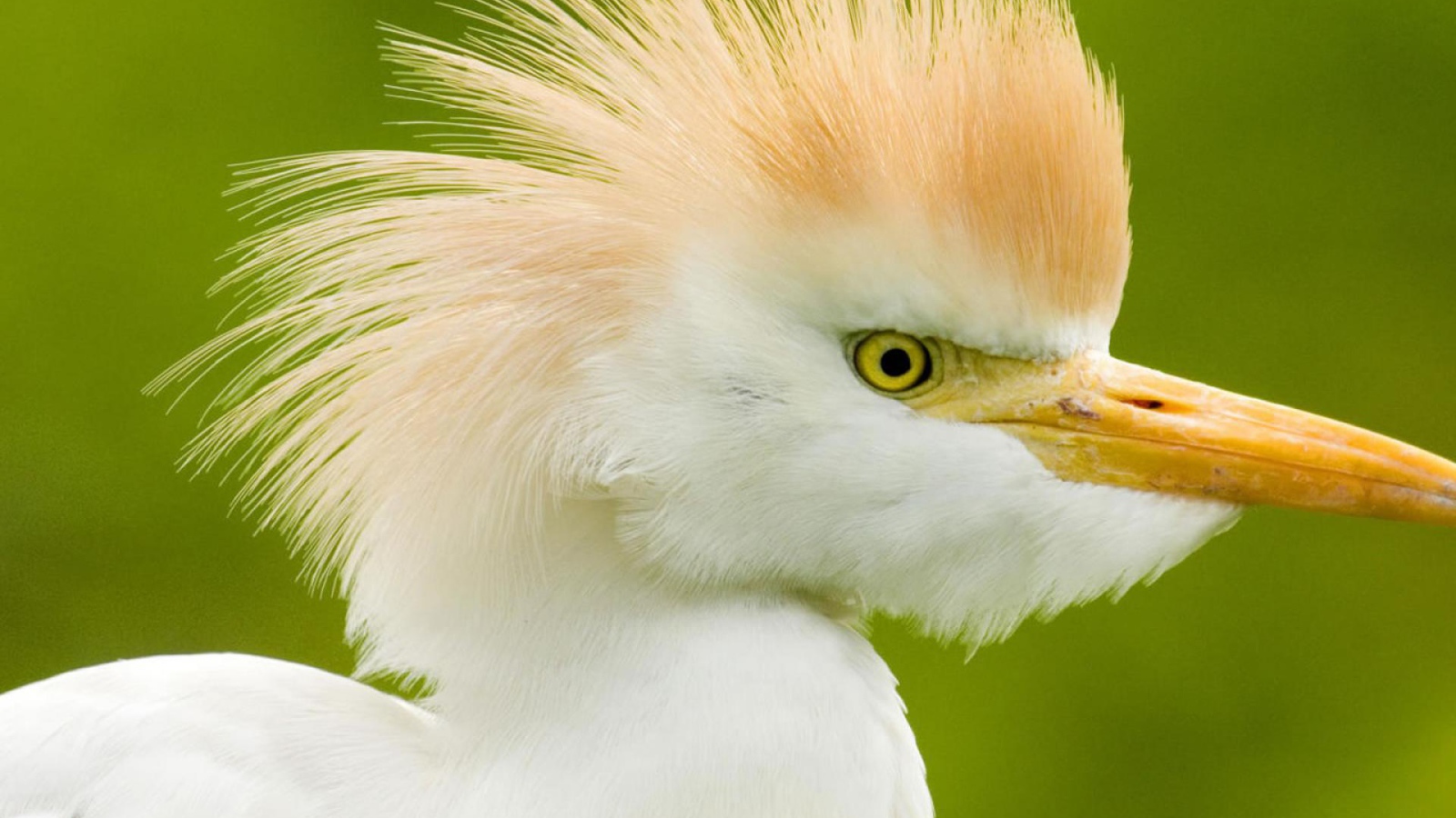 Интересные птицы в Коста-Рике