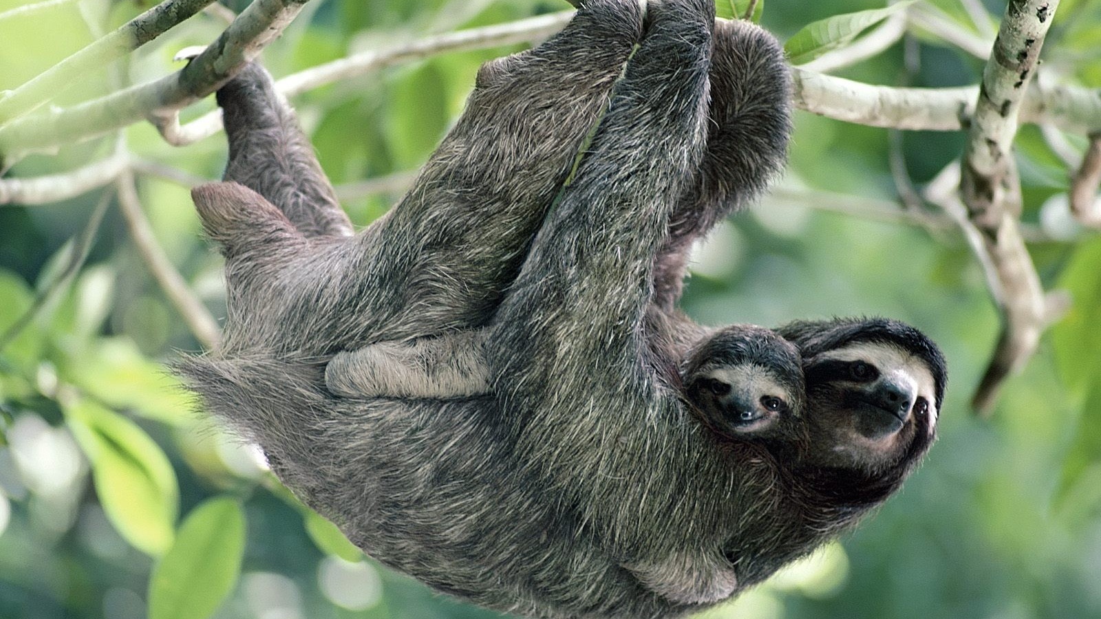 Обезьяны в лесу в Панаме