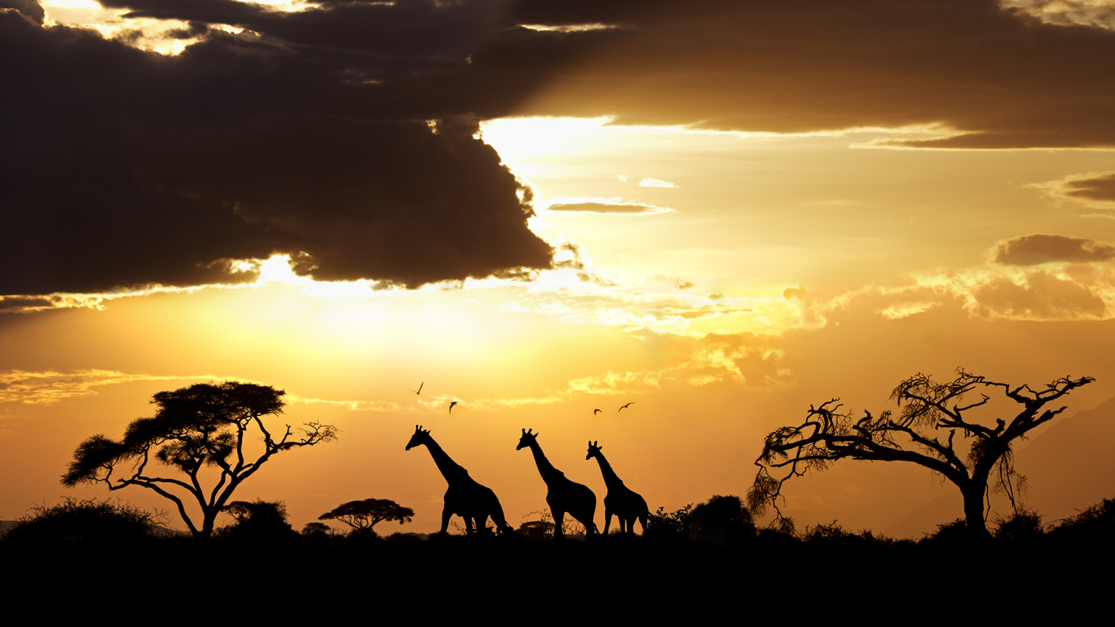 Фотография Закат в Африке