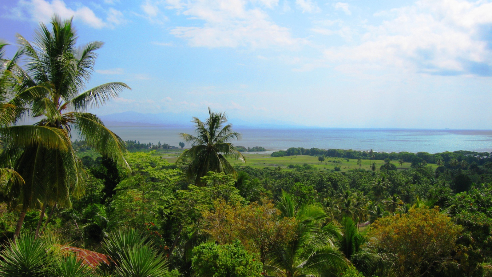 Тропический лес в Гаити