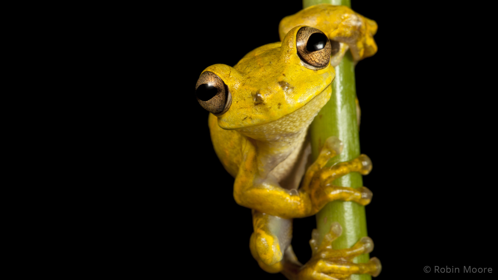 Великолепная страна Гаити