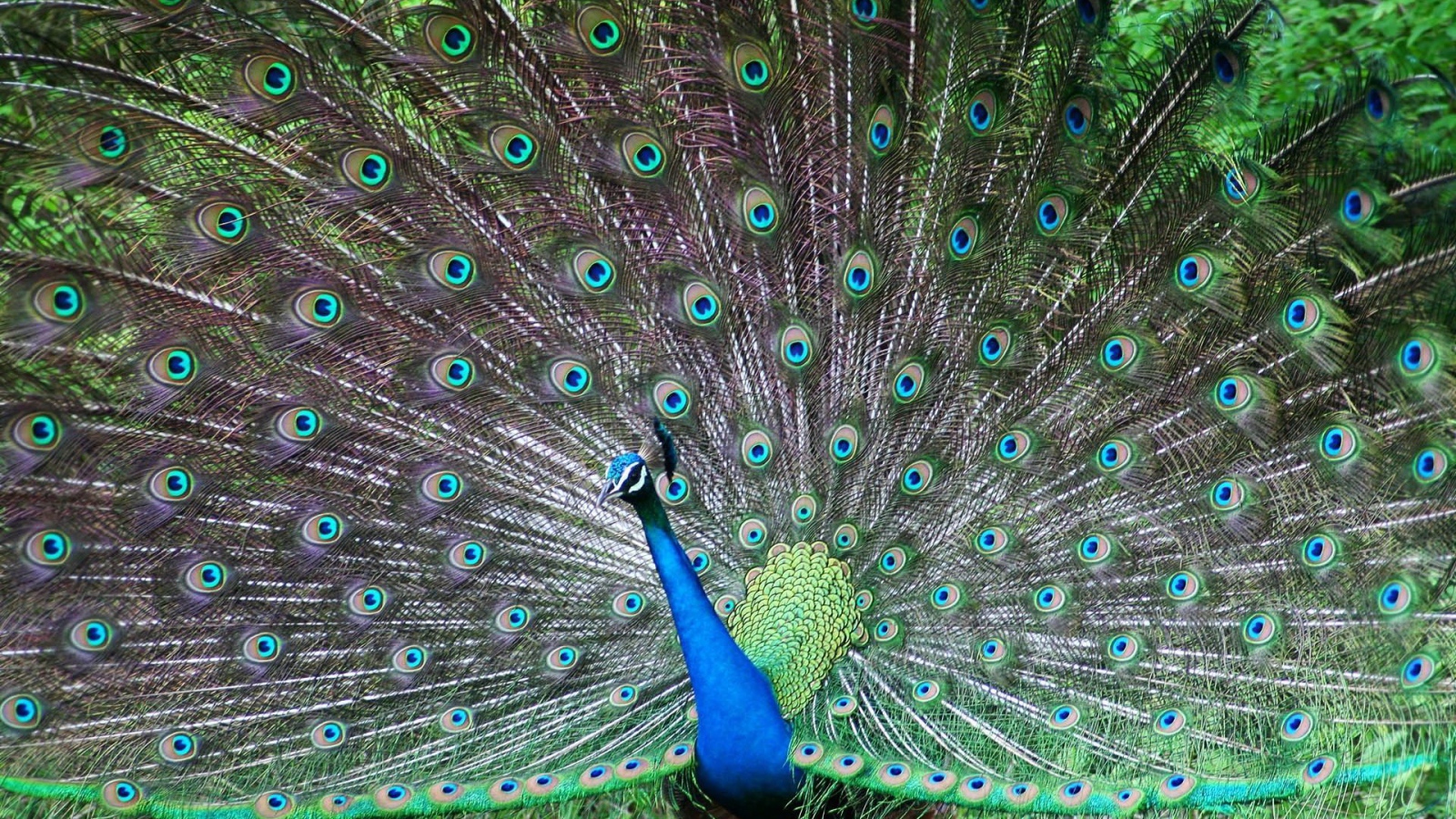 Завораживающое Панама