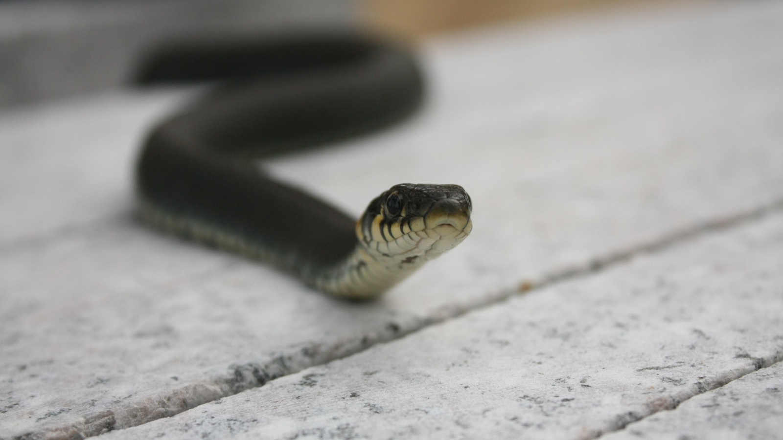 Черная змея на досках