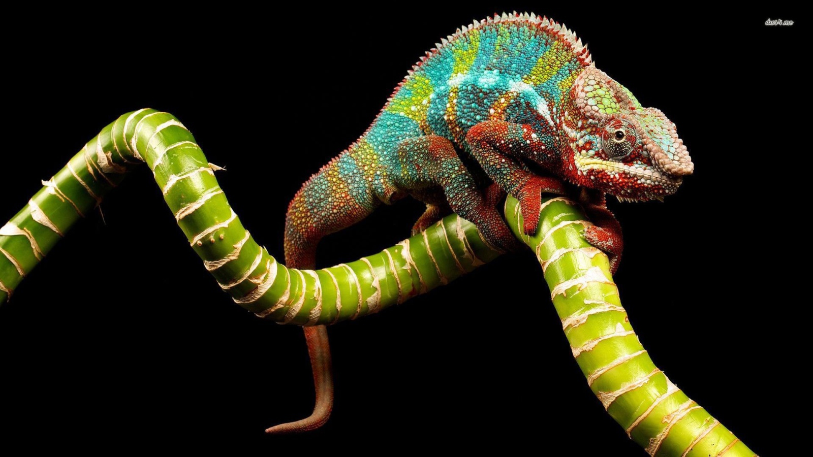 Яркий хамелеон на зеленой ветке