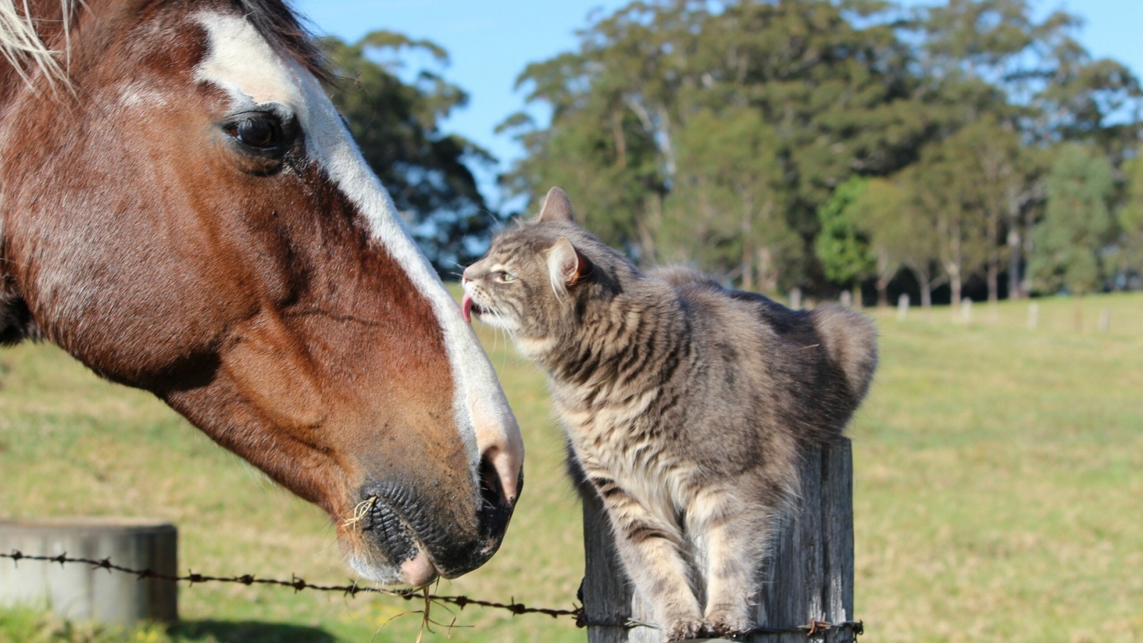 Кот и лошадь