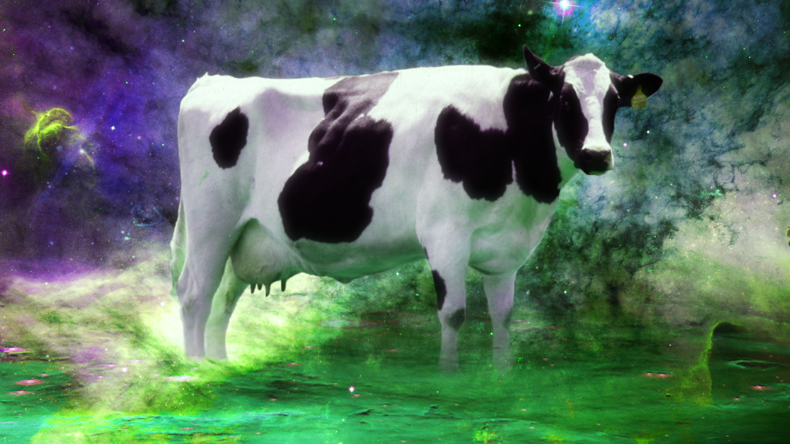 Корова среди звезд