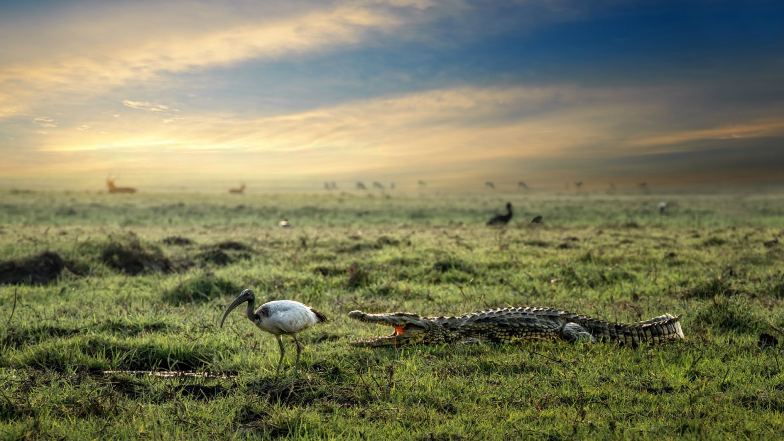 Крокодил и цапля на болоте