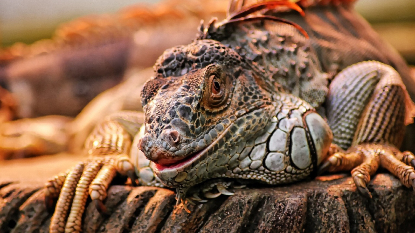 Экзотическая игуана на камне