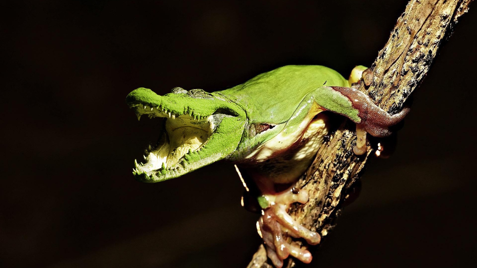 Лягушка крокодил на ветке