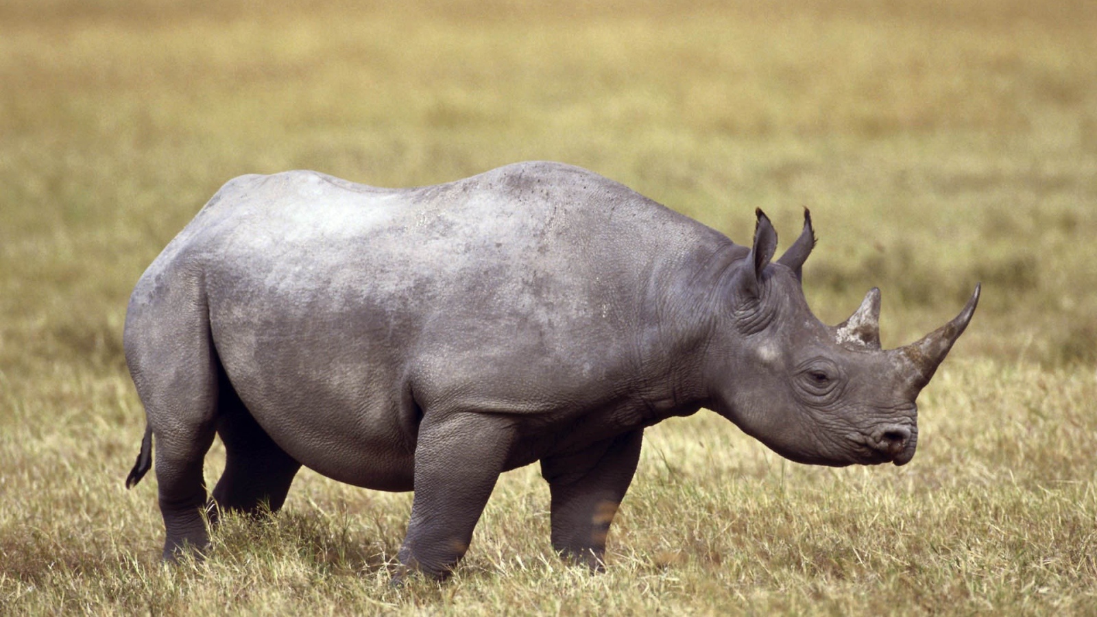 Серый носорог на поле с сухой травой