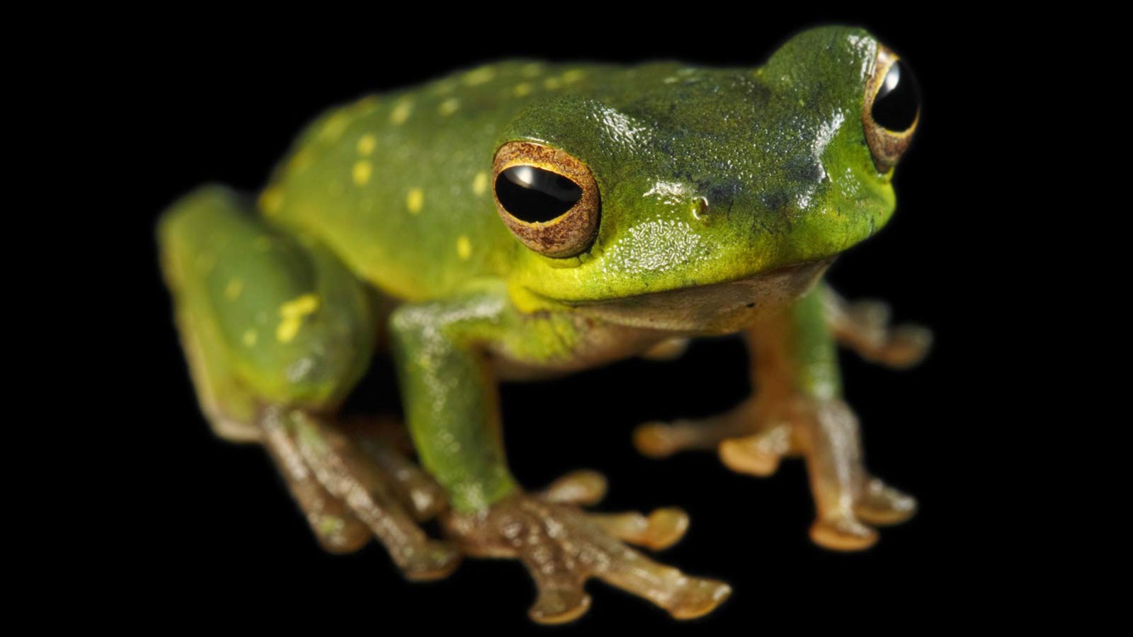 Зеленая лягушка сидит на черной поверхности