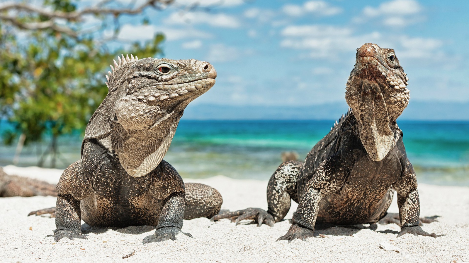 Игуаны на берегу моря