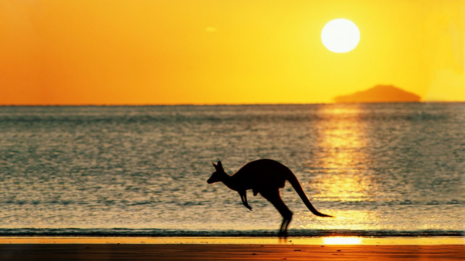 Кенгуру на фоне моря в Австралии