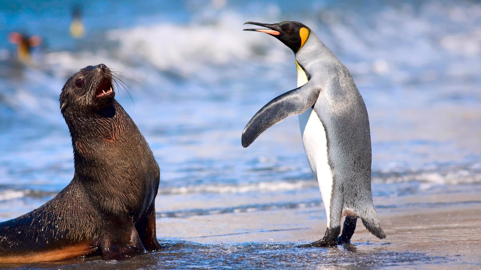 Kerguelen fur seals and king penguins