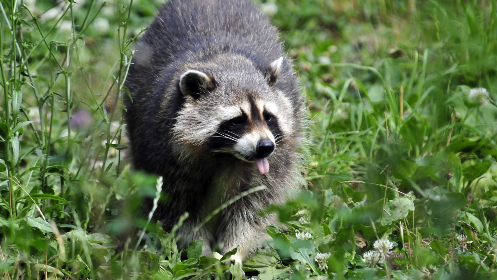 Енот-полоскун идет по зеленой траве