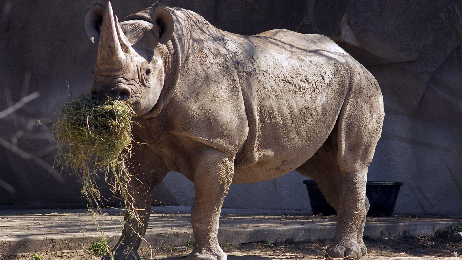 Носорог ест сено