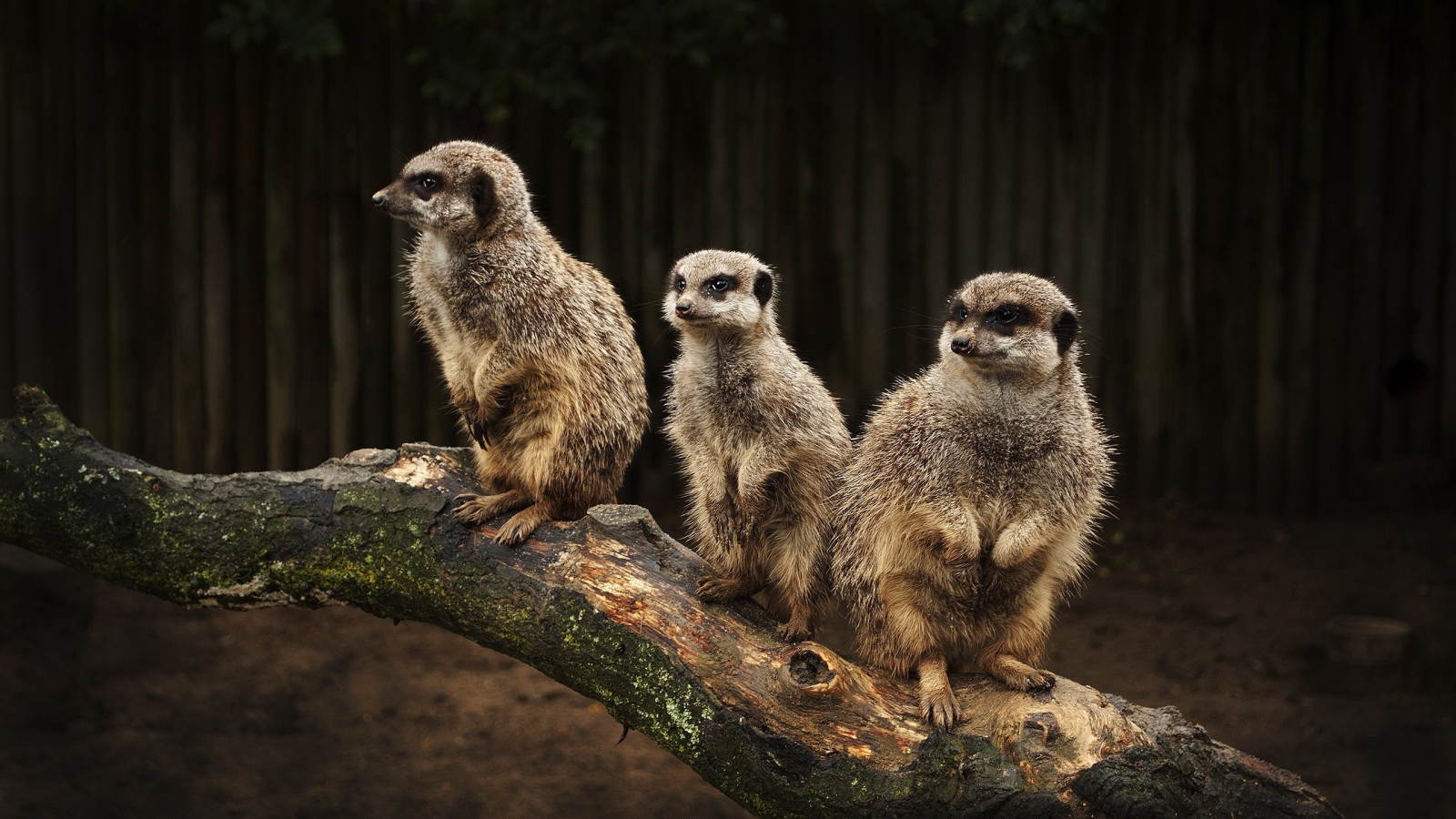 Три сурка на стволе дерева