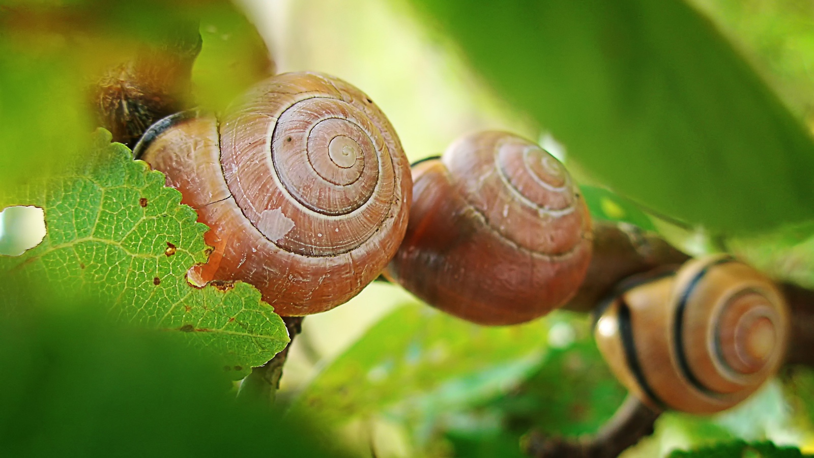Три улитки на листьях