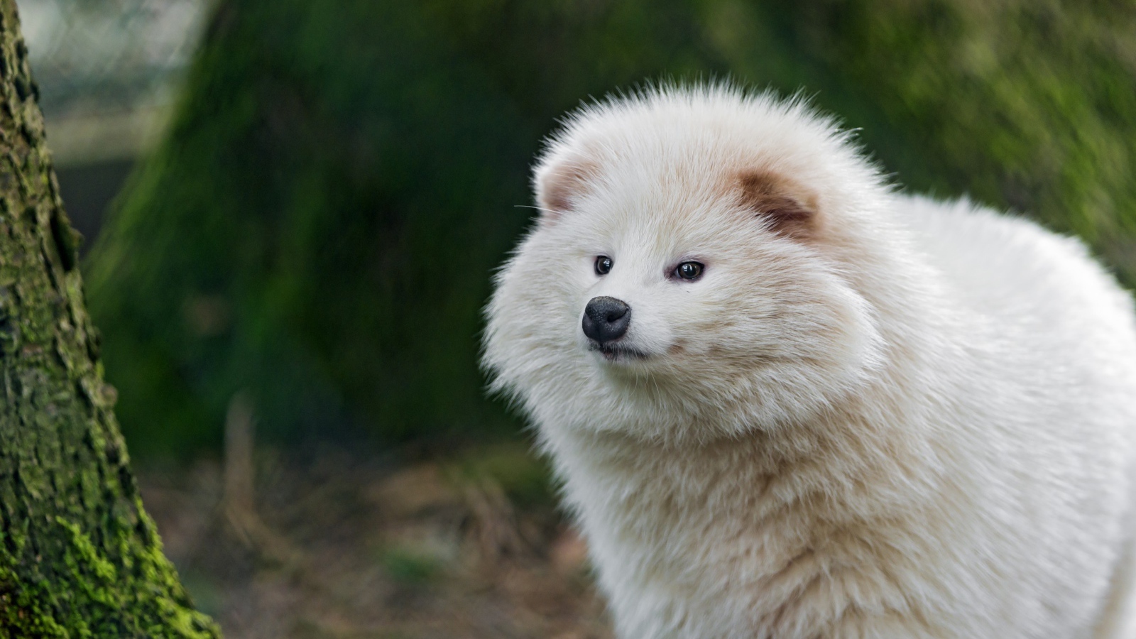 Взлохмаченное белое животное